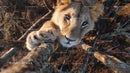 Young Lion Cub Climbing Tree in Natural Habitat