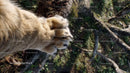 Lion Paw on Forest Ground in Natural Habitat