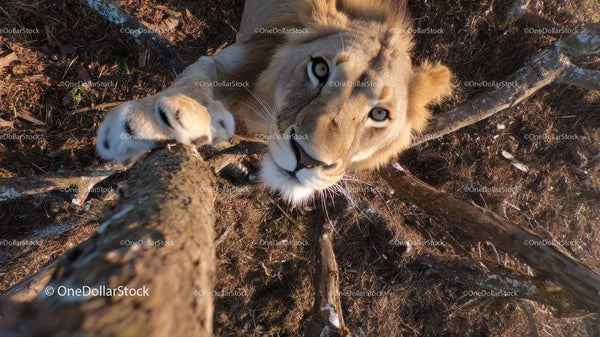 Majestic Lion Climbing Tree in Forest Habitat