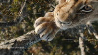 Lion Paw Gripping Tree Branch in Natural Habitat