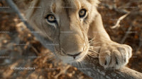 Close-Up of Curious Lion Cub in Natural Habitat