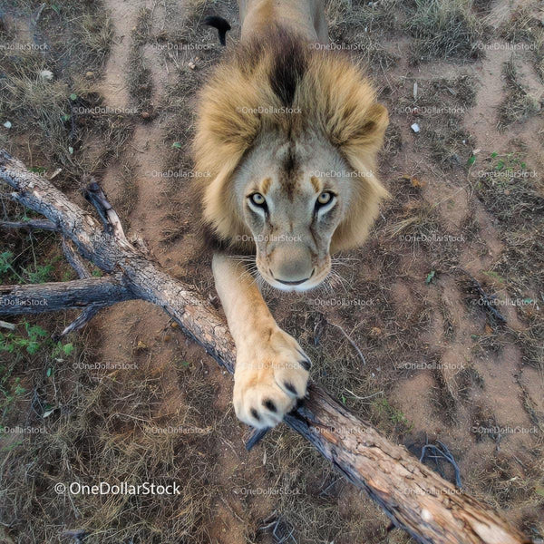 Majestic Lion with Golden Mane in Wild Habitat