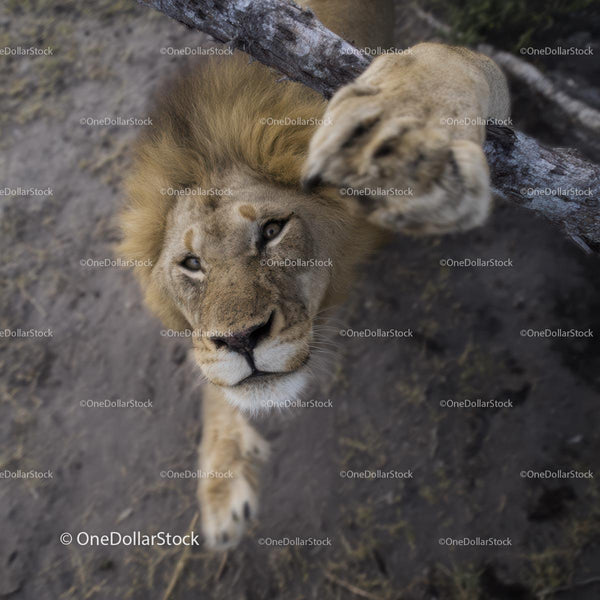 Majestic Lion Reaching Out in the Wild