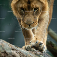 Majestic Lioness Walking with Grace and Power