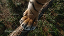 Tiger Paw Gripping Tree Branch in the Jungle