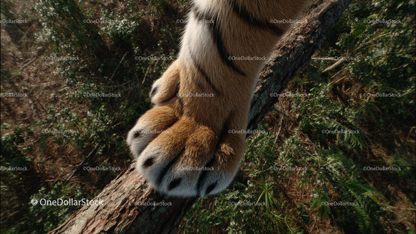 Tiger Paw Gripping Tree Branch in the Jungle