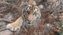 Close-Up Portrait of a Majestic Tiger in the Wilderness