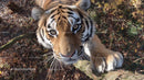 Majestic Siberian Tiger in Autumn Forest Setting