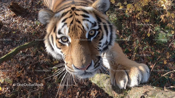 Majestic Siberian Tiger in Autumn Forest Setting