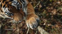 Close-Up of Tiger with Paw on Branch in Natural Habitat
