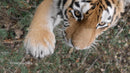 Close-Up of Majestic Tiger with Piercing Eyes