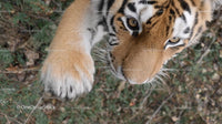 Close-Up of Majestic Tiger with Piercing Eyes