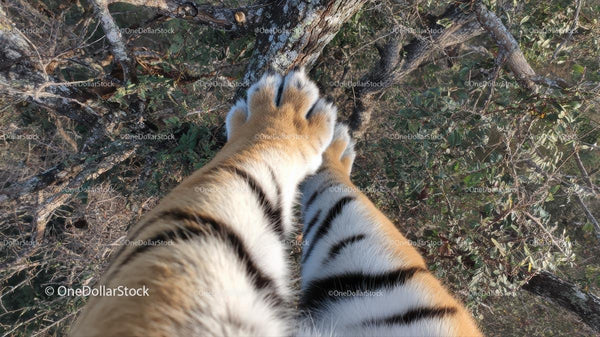Tiger Paws Gripping Tree Branches in Forest Setting