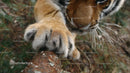 Majestic Tiger Paw in Wild Setting