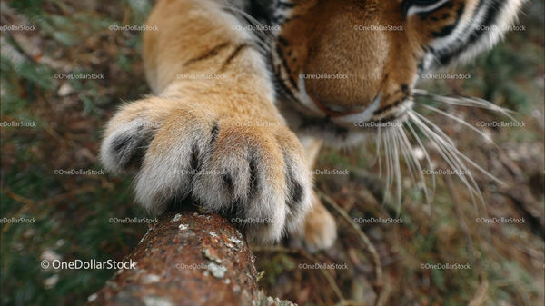 Majestic Tiger Paw in Wild Setting
