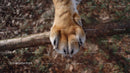 Tiger Paw Resting on Forest Branch Close-Up