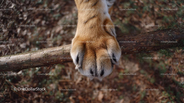 Tiger Paw Resting on Forest Branch Close-Up