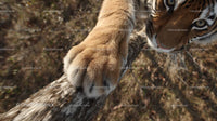 Close-Up of a Majestic Tiger's Paw Gripping a Branch