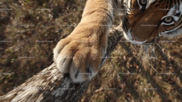 Close-Up of a Majestic Tiger's Paw Gripping a Branch