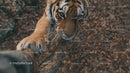 Curious Tiger Climbing a Tree in the Wilderness