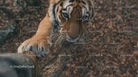 Curious Tiger Climbing a Tree in the Wilderness
