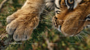 Close-Up of Tiger's Face and Paws in Natural Habitat