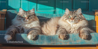 Fluffy Siberian Cats Relaxing on a Sunlit Couch
