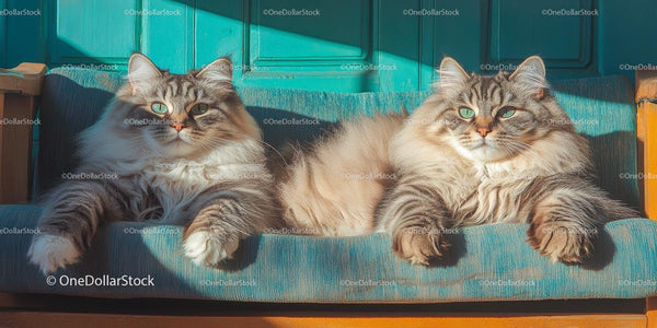 Fluffy Siberian Cats Relaxing on a Sunlit Couch