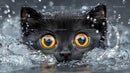 Black Cat with Bright Yellow Eyes in Splashing Water