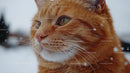 Ginger Cat with Snowflakes on a Winter Day