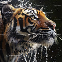 Majestic Bengal Tiger with Droplets of Water