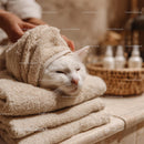White Cat Enjoying Relaxing Spa Treatment in Cozy Towels