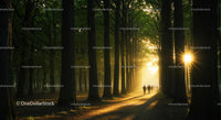 Sunlit Forest Path with Morning Mist and Tree Alignment