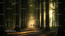 Sunlit Pathway Through a Serene Forest