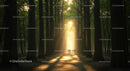 Sunlit Forest Path with Majestic Trees and Golden Light