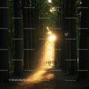 Sunlit Forest Path with Tall Trees and Morning Walkers