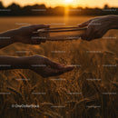 Hands Sifting Grain Over Golden Wheat Field at Sunset