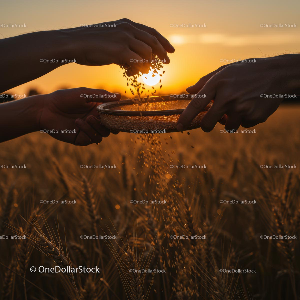 Sifting Grain in a Wheat Field at Sunset