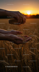 Cereal Grains Cascading at Sunset in Wheat Field