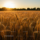 Golden Wheat Field at Sunset with Glowing Sunlight