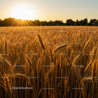 Golden Wheat Field at Sunset with Glowing Sunlight