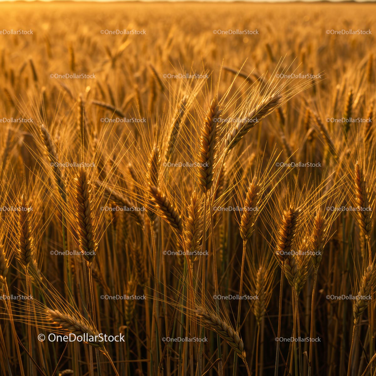 Golden Wheat Field Illuminated by Sunset Light