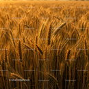 Golden Wheat Field Illuminated by Sunset Light