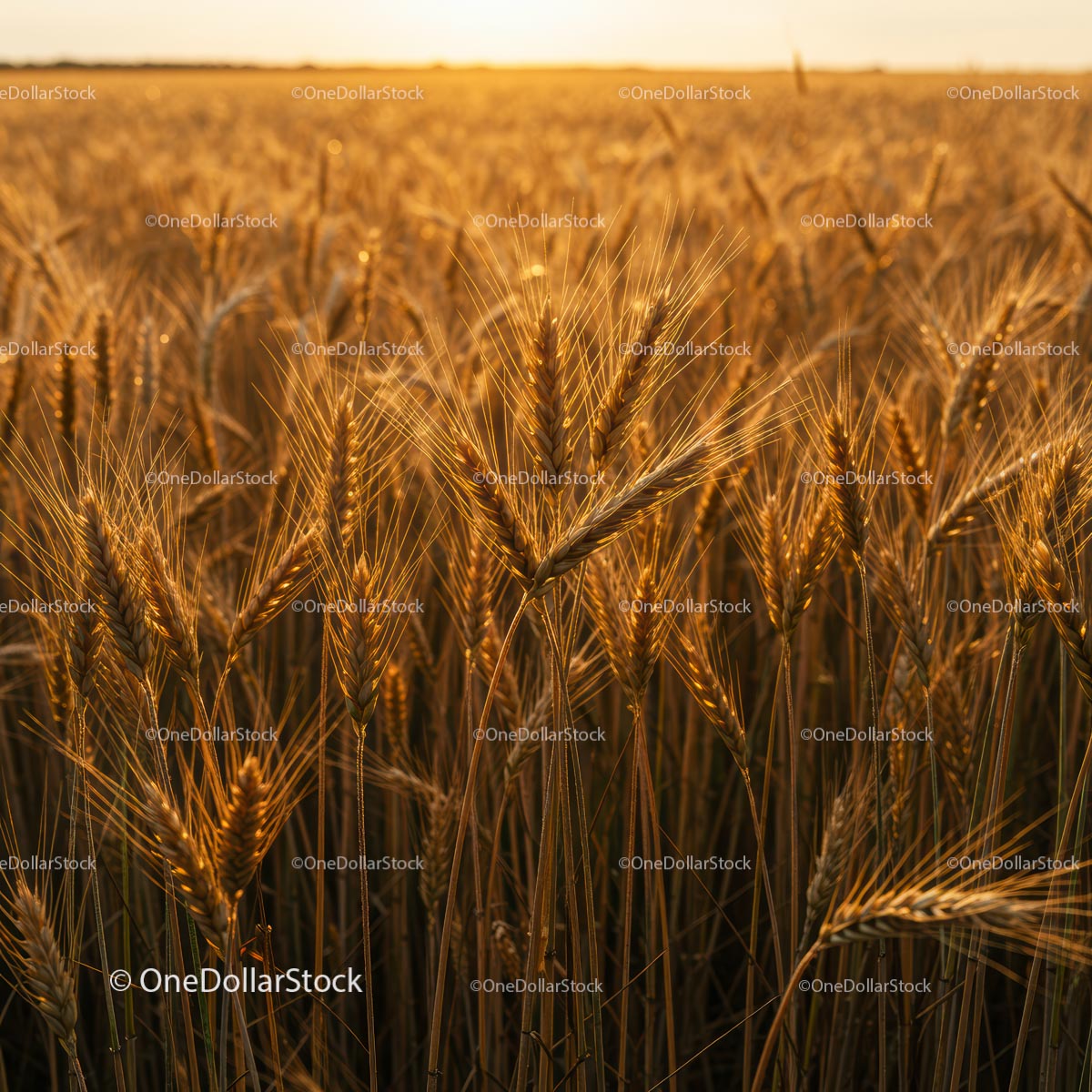 Golden Wheat Field at Sunrise Capturing Nature's Serenity