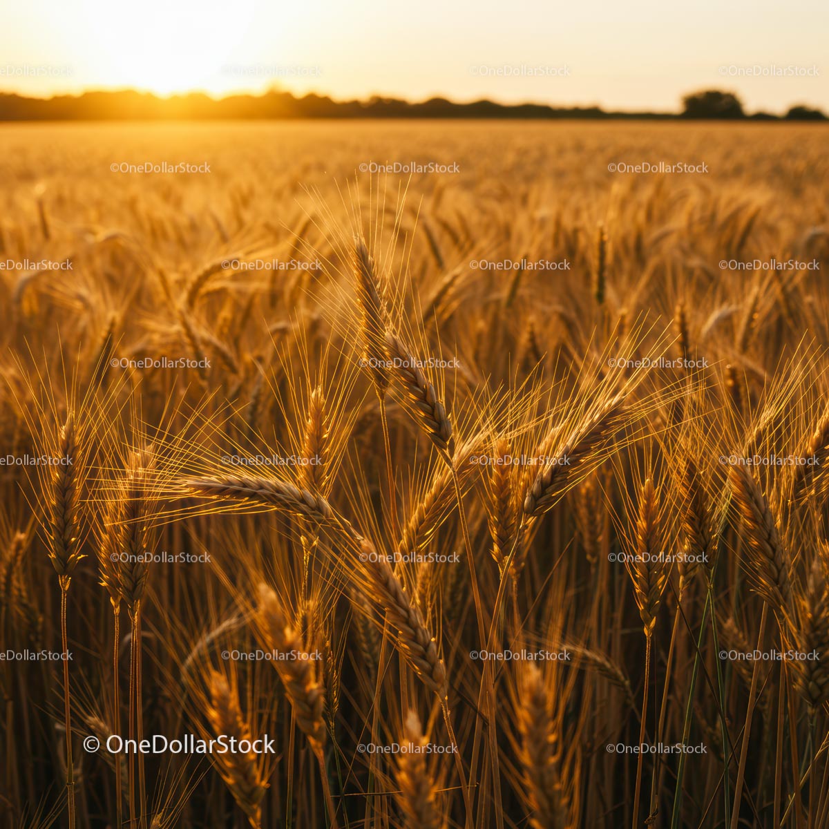 Golden Wheat Field at Sunset with Ripe Ears of Grain