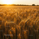 Golden Wheat Field at Sunset with Ripe Ears of Grain