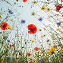 Red Poppies and Wildflowers in a Summer Meadow