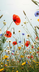 Vibrant Wildflower Meadow Under a Clear Blue Sky