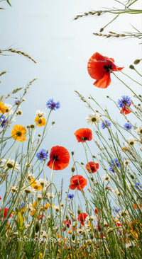 Colorful Wildflower Meadow with Poppies and Cornflowers