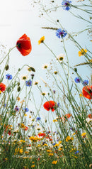 Colorful Wildflower Meadow with Poppies and Daisies Under Blue Sky
